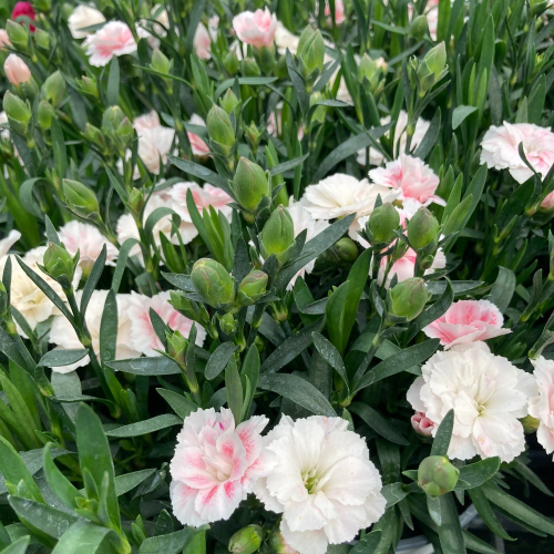 oeillet Dianthus Supertrouper Sissy