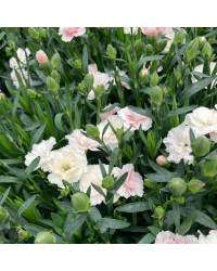oeillet Dianthus Supertrouper Sissy