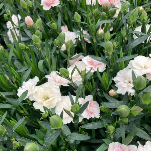 oeillet Dianthus Supertrouper Sissy