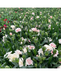 oeillet Dianthus Supertrouper Sissy