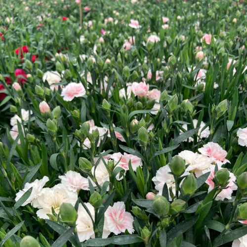 oeillet Dianthus Supertrouper Sissy