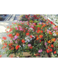 Jardinière de Géranium à composer