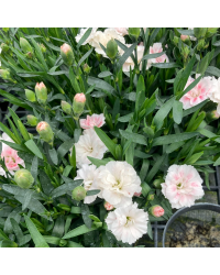 oeillet Dianthus Supertrouper Sissy