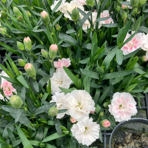 oeillet Dianthus Supertrouper Sissy