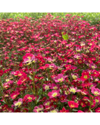 Saxifraga arendsii rouge