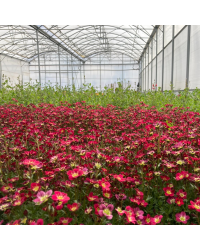 Saxifraga arendsii rouge