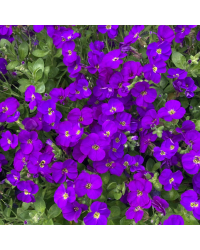 Aubrietes Gracilis Kitte Blue