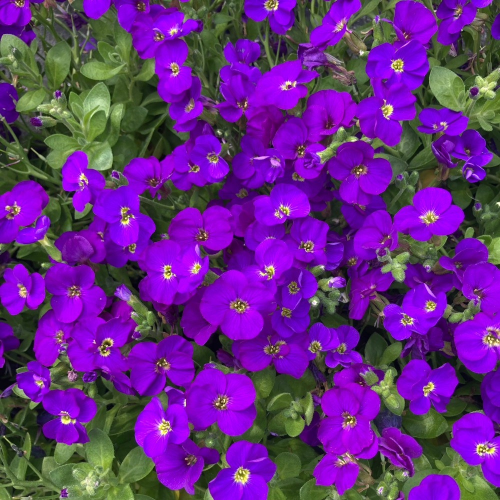 Aubrietes Gracilis Kitte Blue