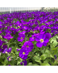 Aubrietes Gracilis Kitte Blue