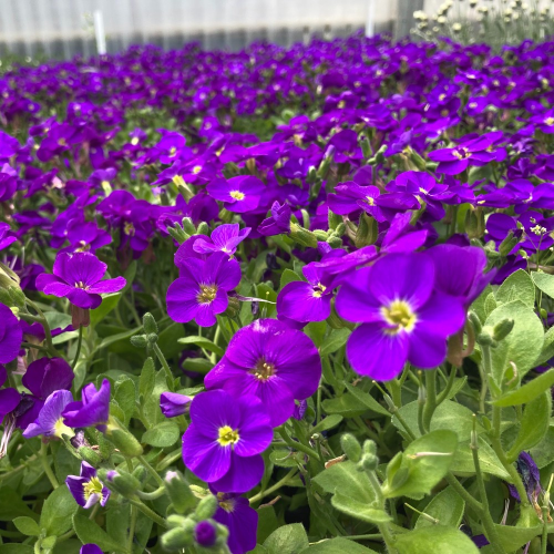 Aubrietes Gracilis Kitte Blue