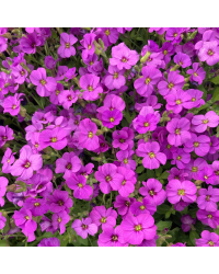 Aubrieta axcent antique rose