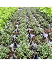 Thym Vulgaris Fredo