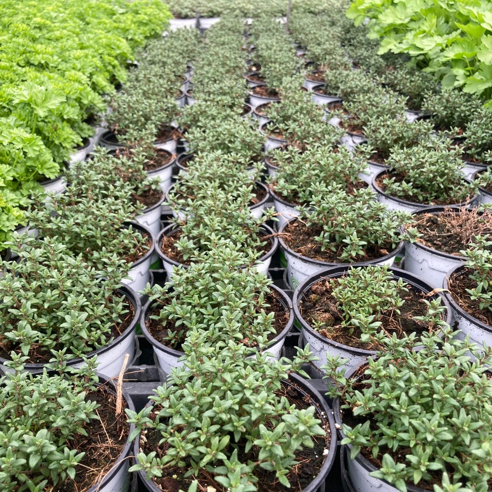 Thym Vulgaris Fredo