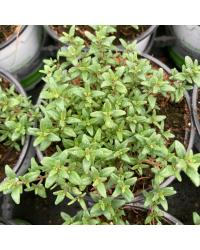 Thym Vulgaris Fredo