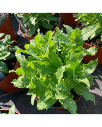 Salvia x superba ostfriesland