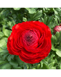 Renoncule Asiaticus Maché Rouge