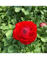 Renoncule Asiaticus Maché Rouge