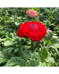 Renoncule Asiaticus Maché Rouge