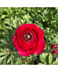 Renoncule Asiaticus Maché Rouge