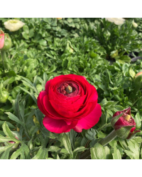 Renoncule Asiaticus Maché Rouge