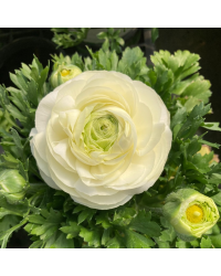 Renoncule Asiaticus Maché Blanche