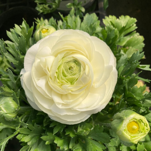 Renoncule Asiaticus Maché Blanche