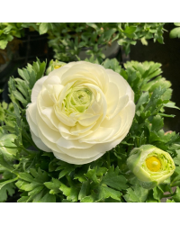Renoncule Asiaticus Maché Blanche