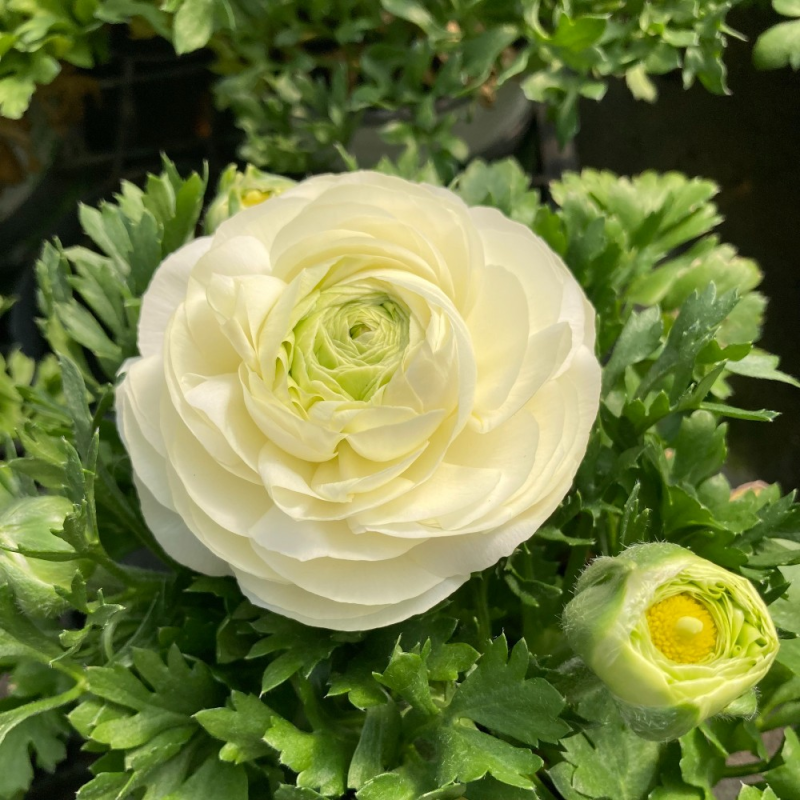 Acheter Renoncule Asiaticus Maché Blanche et autres plantes sur Coclicoh