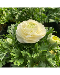 Renoncule Asiaticus Maché Blanche