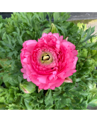 Renoncule Asiaticus Maché Rose