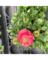 Renoncule Asiaticus Maché Rose