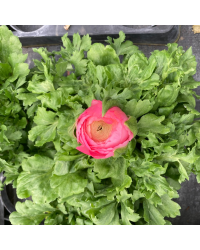 Renoncule Asiaticus Maché Rose