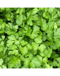 Persil Plat Gigante Di Napoli