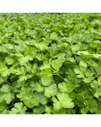 Persil Plat Gigante Di Napoli