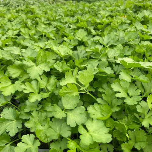 Persil Plat Gigante Di Napoli