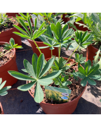 Lupin Polyphyllus Lipini Yellow