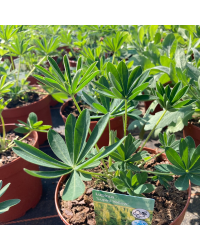 Lupin Polyphyllus Lipini Yellow