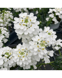 Iberis Sempervirens Snow Cone