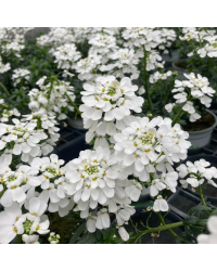 Iberis Sempervirens Snow Cone