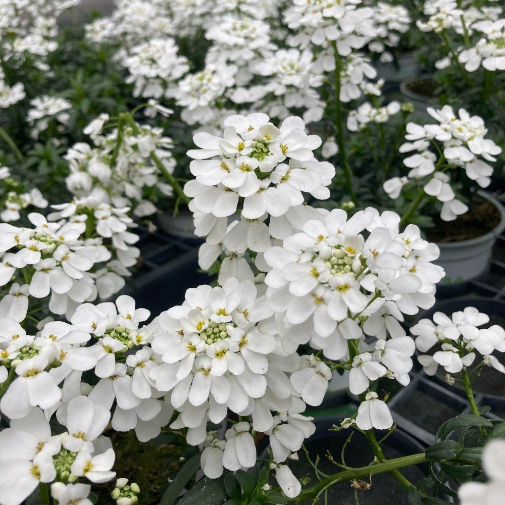 Iberis Sempervirens Snow Cone