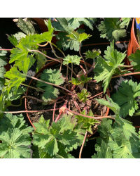 Geranium Vivace Rozanne
