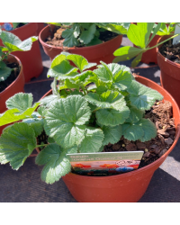 Geum Coccineum Orange Queen