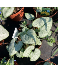 Brunnera Macrophylla Sea Heart