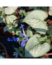 Brunnera Macrophylla Sea Heart