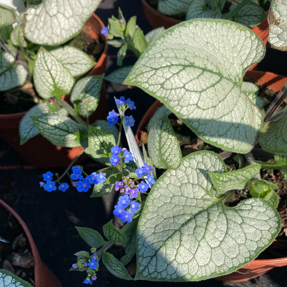 Brunnera Macrophylla Sea Heart