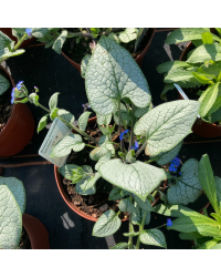 Brunnera Macrophylla Sea Heart