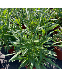 Campanule Muralis Muralis