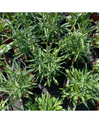 Campanule Muralis Muralis