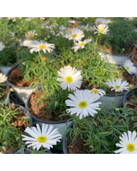 Brachyscome Surdaisy White