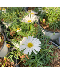 Brachyscome Surdaisy White